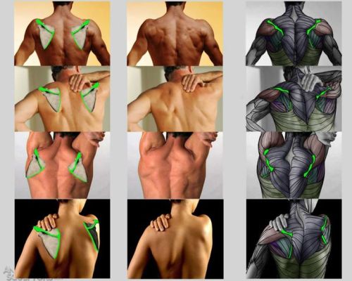 Porn daunt:  eyecager:  Torsos tips from Anatomy photos