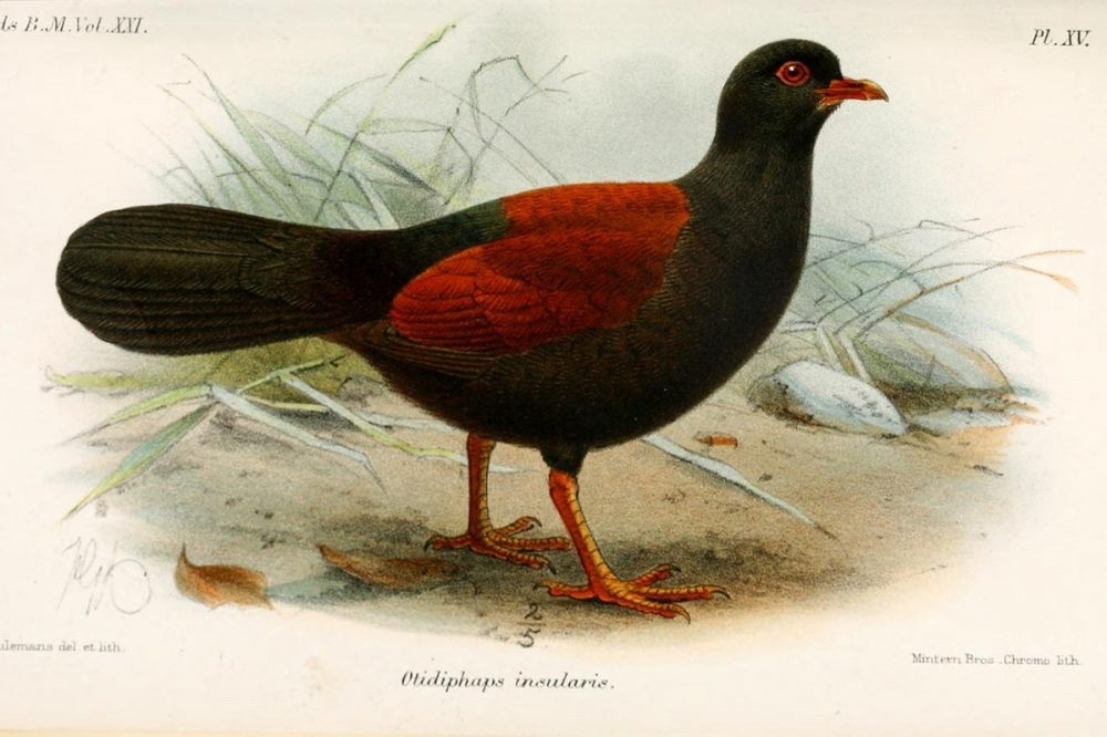 oattoast:  despazito:  todaysbird:apinklion01:badolmen:badolmen:RARE BIRD SEEN FOR FIRST TIME IN 140 YEARS‘Lost’ pigeon found after more than a century | Cornell ChronicleHere’s some pictures - they’re so damn pretty! [ID: Three pictures of a