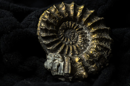 lobo-de-luna:Pyritized ammonite from Sedna90377