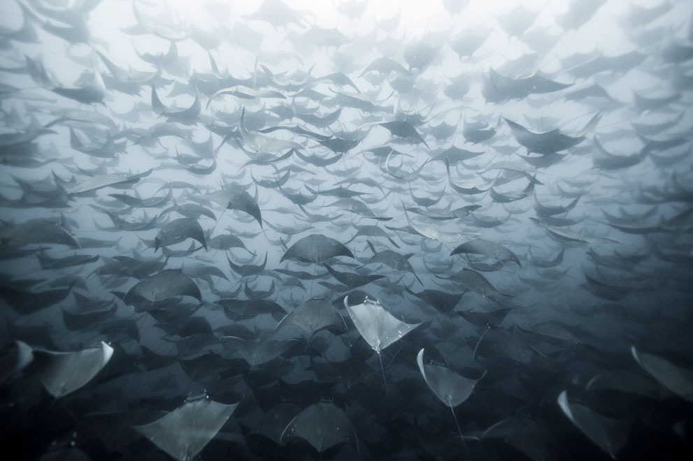nevver:  2014 NatGeo Photo Contest in Focus 