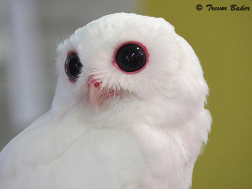 zacklover24: end0skeletal: Luna, the leucistic (not albino) male screech owl Leucism is a condi