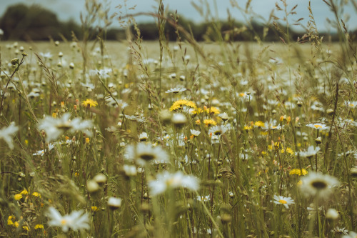 Wildflower meadows and Jack Russell Terriers.Had a fantastic walk in the Hampshire countryside today