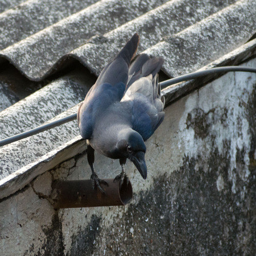 agarwalsonika7:Thirsty Crow… But pebbles will not help here…