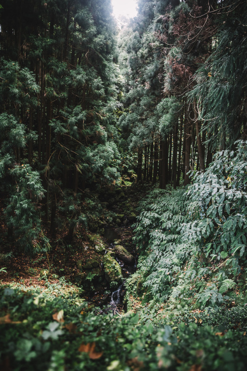 canipel:Forest. Make sure you follow &gt; Shot By Canipel &amp; Instagram