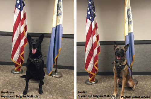 nbcnightlynews: Meet the Secret Service K-9s who helped take down the White House fence jumper last 