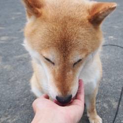 shibainu-komugi:  おやつおいしいね