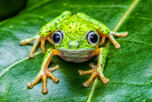 Lemur Leaf Frog (Hylomantis lemur) (by John P Clare)