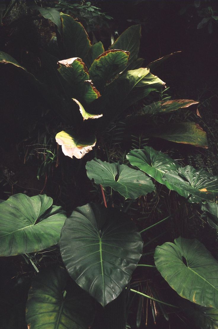 upclosefromafar:  ~My Hidden Nirvana ~