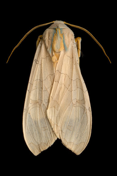 XXX ghoulnextdoor:  Banded Tussock Moth (Halysidota photo