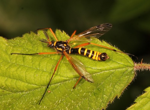 onenicebugperday:Giant wasp-mimic crane flies in the genus Ctenophora, Tipulidae, DipteraPhoto 1 by 