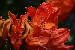 Isla-Bohemia:  Life Unfolding  |Nicaragua|2016|