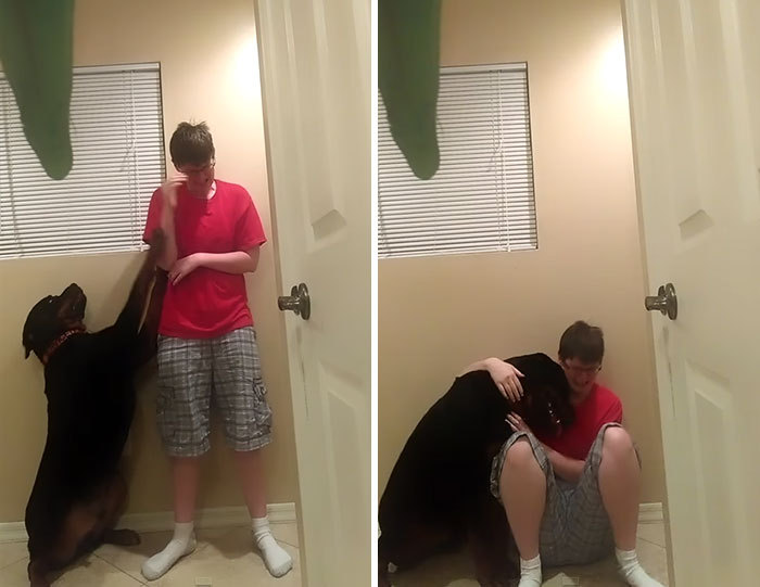 awesome-picz:    Dog Saves Owner With Asperger’s Syndrome From Violent Meltdown
