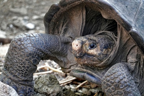 mothernaturenetwork: ‘Extinct’ Galapagos giant tortoise rediscovered 100 years later The last time t