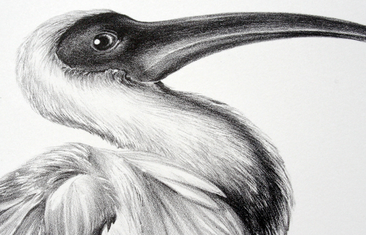 Ibis in Water, lithograph, 2013