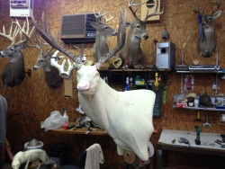autumncreekoutdoors:  A few WIP images of a big brute of a whitetail deer. This guy had a 25&quot; neck…the biggest deer I’ve worked on to date.  Sickkkkk