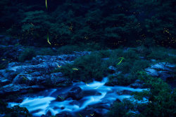 90377: Forest of fog × firefly by Masaru Yamamoto  