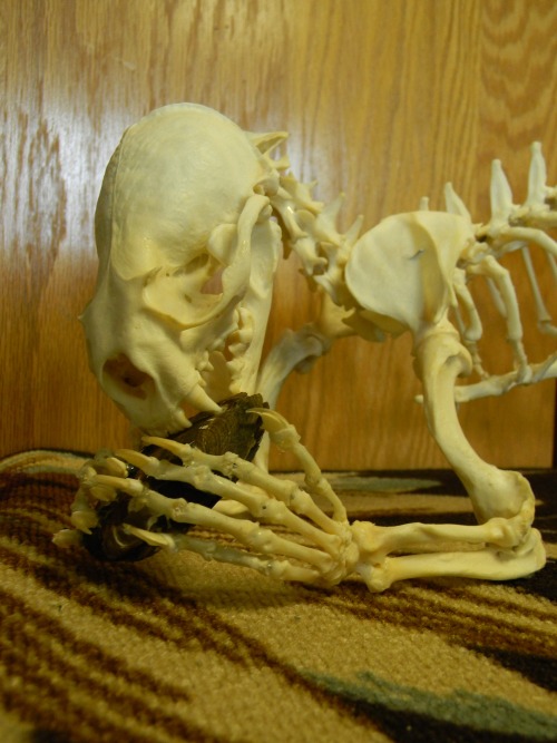 littlestwarrior: koeskull:  Lots of photos of an otter skeleton I articulated! The first one is a cl