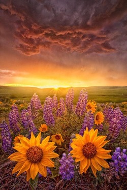 Sunflower Sunrise