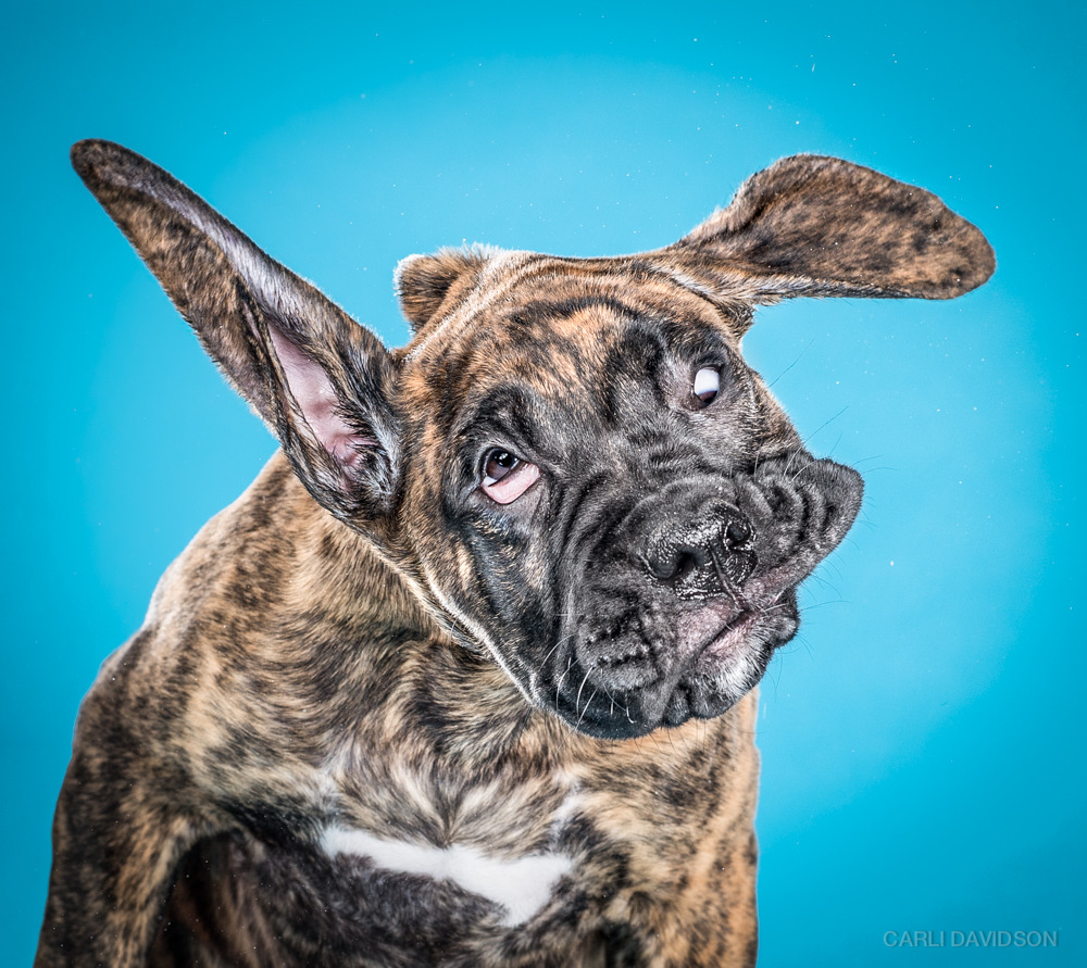 bryankonietzko:  itscolossal:  Wacky High-Speed Portraits of Puppies Caught Mid-Shake
