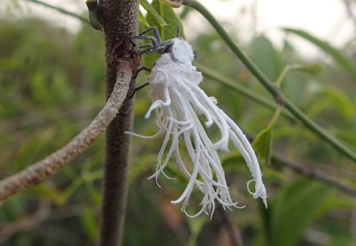 onenicebugperday: Madagascan Flatid Leaf-Bug, Flatida rosea, Flatidae (fulgoroid planthoppers)Like m