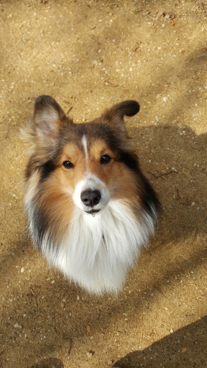 mango-pup:  sammythesheltie: We had an amazing walk today without Mia but with Fox and Spoony, Sammys best friend 🐶. His owner has poorly a cold -hopefully she will feel better soon- and asked me if I could take Spoony with us. And the little Jack