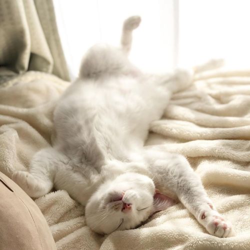 猫の日#白茶猫 #whitecat #catstagram https://www.instagram.com/p/CLkxvSYp4bU/?igshid=syfdgy6f8egs