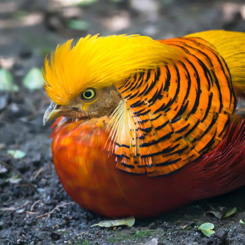loveforearth: Golden Pheasant by Andreas Hitzig
