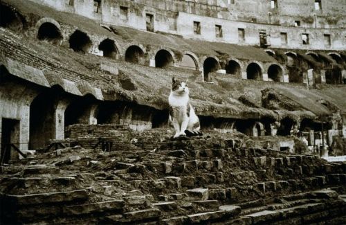 peashooter85:Cat in the Colosseum