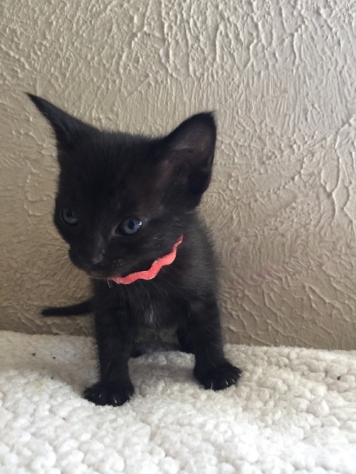 adventures-of-juno:meet my new foster babies!pink collar girl parsleyorange collar girl basilwhite c