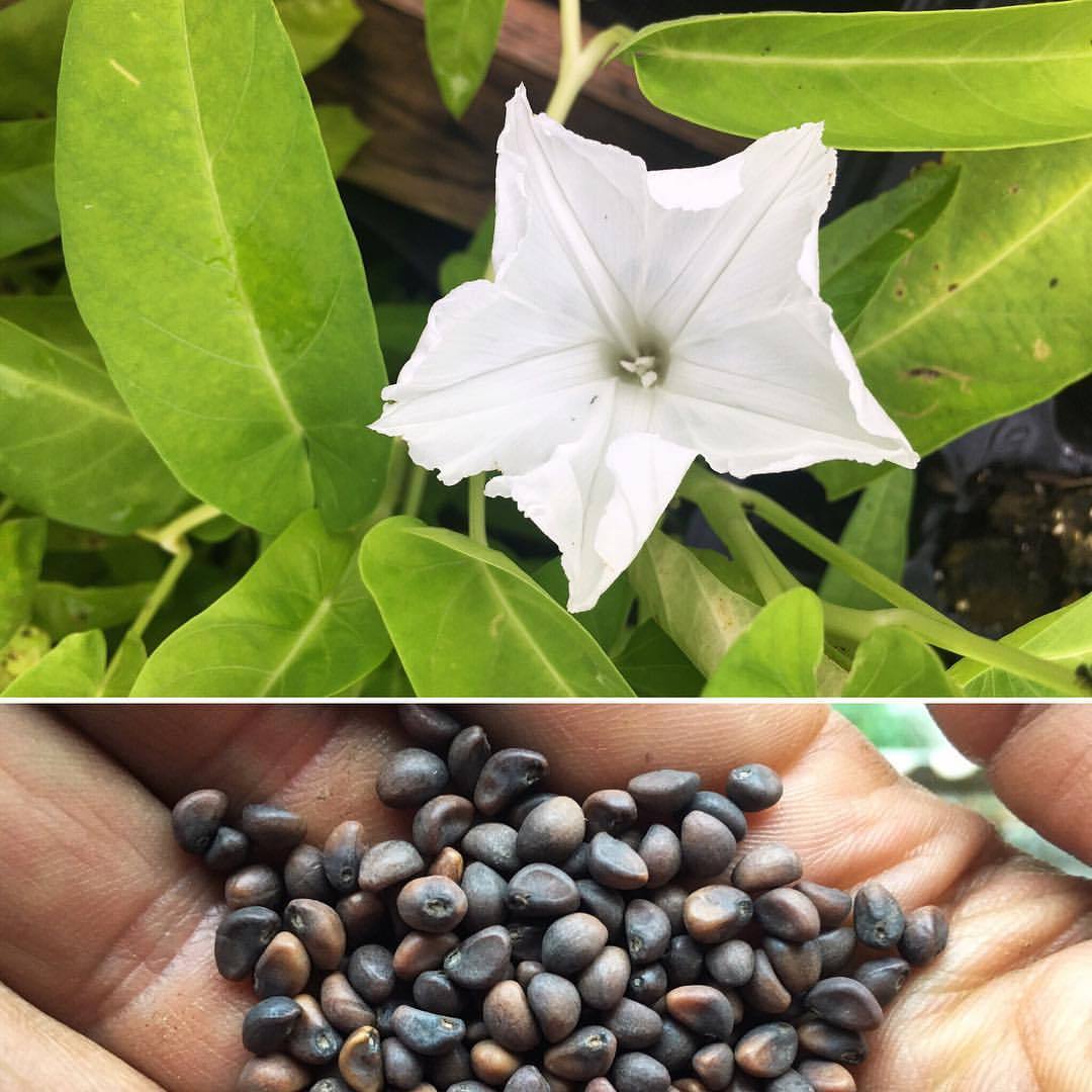 Water Spinach (Ipomoea aquatica) plants, flower and seeds. This plant was introduced to me as rau muống by @dinhteresting of @vietlead, as she explained that Vietnamese soldiers during the American War would plant stem cuttings in bomb craters as...