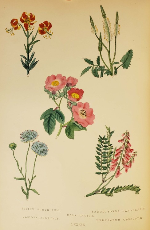 From: Maund, B. (Benjamin), 1790-1863. The botanic garden. London : George Bell and Sons, York Stree