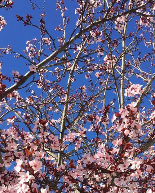 SPRING #nofilter #plumblossoms #springhassprung #bluesky #petalpink #branchingout #sanfrancisco #urbanphotography