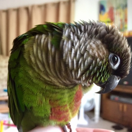 myfeatheredflock:It’s this stinker’s 7th hatchday today!! He’s nippy and loud and 