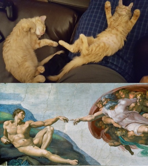 cat suggest