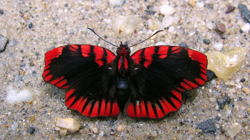 rhamphotheca:Blood-red Skipper aka Lipstick Skipper Butterfly (Haemactis sanguinalis), El Capricho t