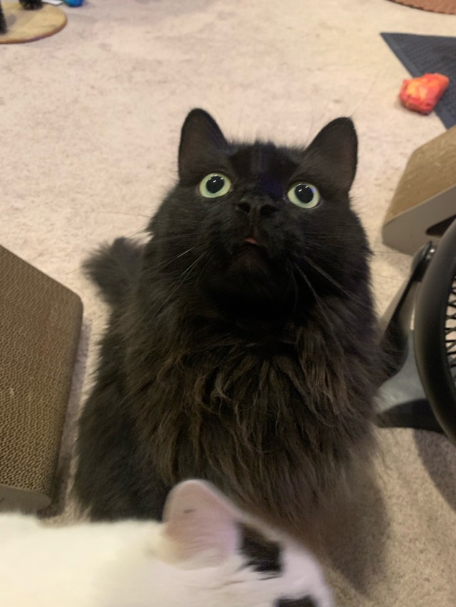 A long-haired black cat with his tounge out and his eyes huge, like some kind of weird lemur