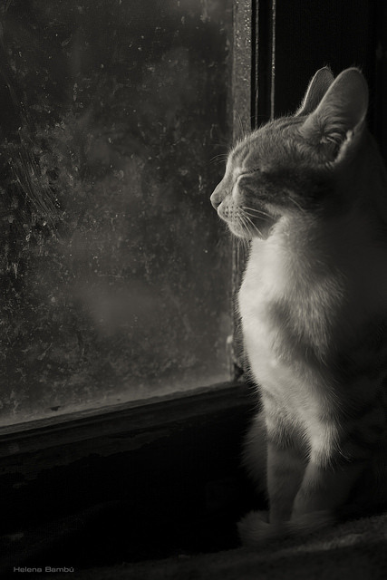 catycat21:Spock en la ventana by leporcia on Flickr.