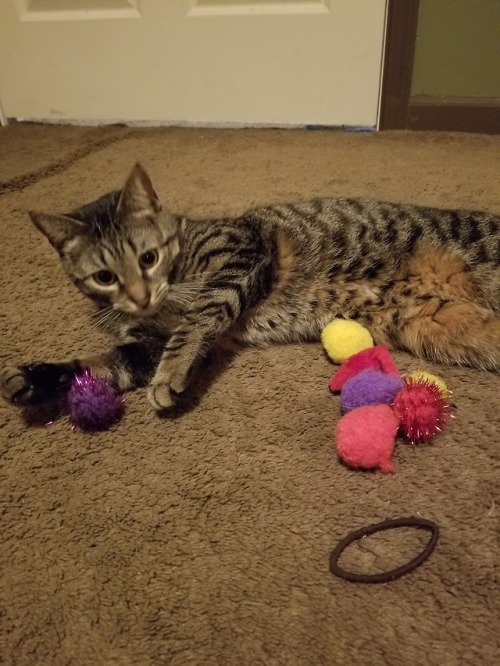 buttercupandwestley:  dejnar:   buttercupandwestley:  When I’m sad, she starts making a pile of toys near me  This cute angel wants to make you happyyy ToT tell her I love her.   I told her you loved her and this was her response: I think that means