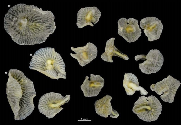 smartpeopleposting:  Deep sea ‘mushroom’ may be new branch of life A mushroom-shaped
