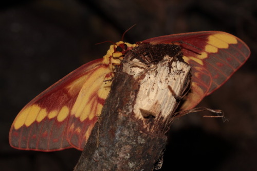 dark-space-exotics:Beautiful adult female, Citheronia laocoon, unfortunately no males so breeding wo