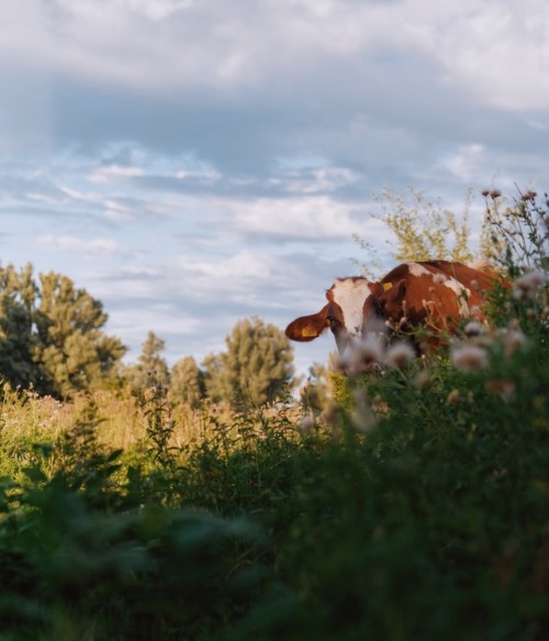 klaasfoto:Hide and seek 2019.After playing hide and seek with cows for three years (one, two, three)