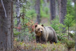 Fuck-Yeah-Bears:  Wondering Around By Buck Shreck