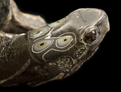 ainawgsd: Four-Eyed Turtle  The four-eyed turtle (Sacalia quadriocellata) is a reptile of the order 