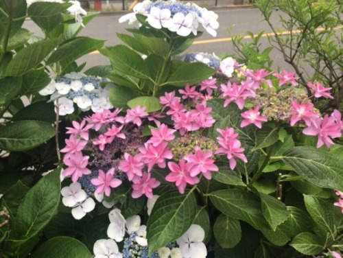 shoku-and-awe: I appreciate the hydrangea in June, because they’re beautiful and also because 
