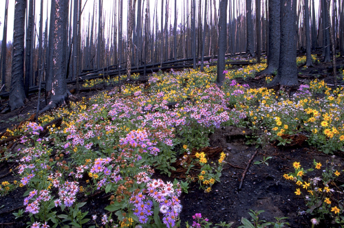 Yellowstone Wildflowers