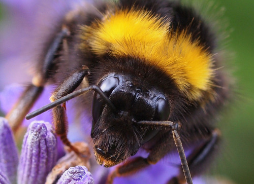 Happy #PollinatorAwarenessWeekThis week, we celebrate the humble insect pollinators who work hard to