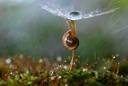 lostinhistory:  blueandbluer:  haiweewicci:  naked-mahariel:  princeof-heart:  sexycomputervoice:  staceythinx:  Rain or shine, macro photographer Vadim Trunov captures the surprisingly adventurous lives of snails.  So beautiful.  LOOK AT THESE MEANINGFUL