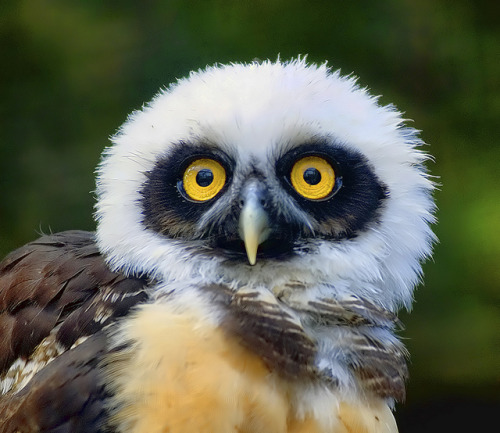 My Favourite Owl by Steve Wilson - over 2 million views thank you on Flickr.