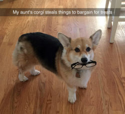 littlegrump:  srsfunny:  You Win This Time Corgi   You really should try it!