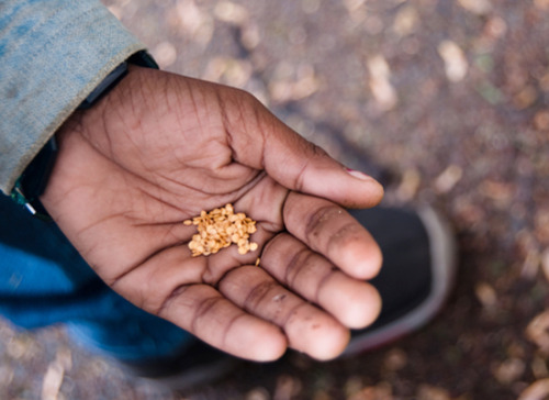 ecowatchorg: Seed Freedom, Not GMOs, the Answer to Malnutrition and Hunger By Vandana Shiva What hap